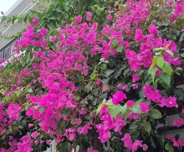 Kosinmyheart 11 & Studio10 아파트호텔 코스 타운