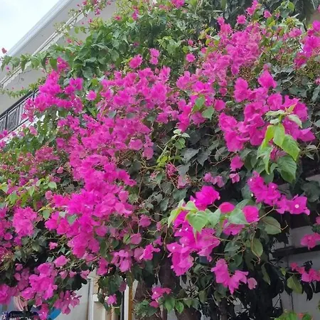 Kosinmyheart 11 & Studio10 Aparthotel Kos